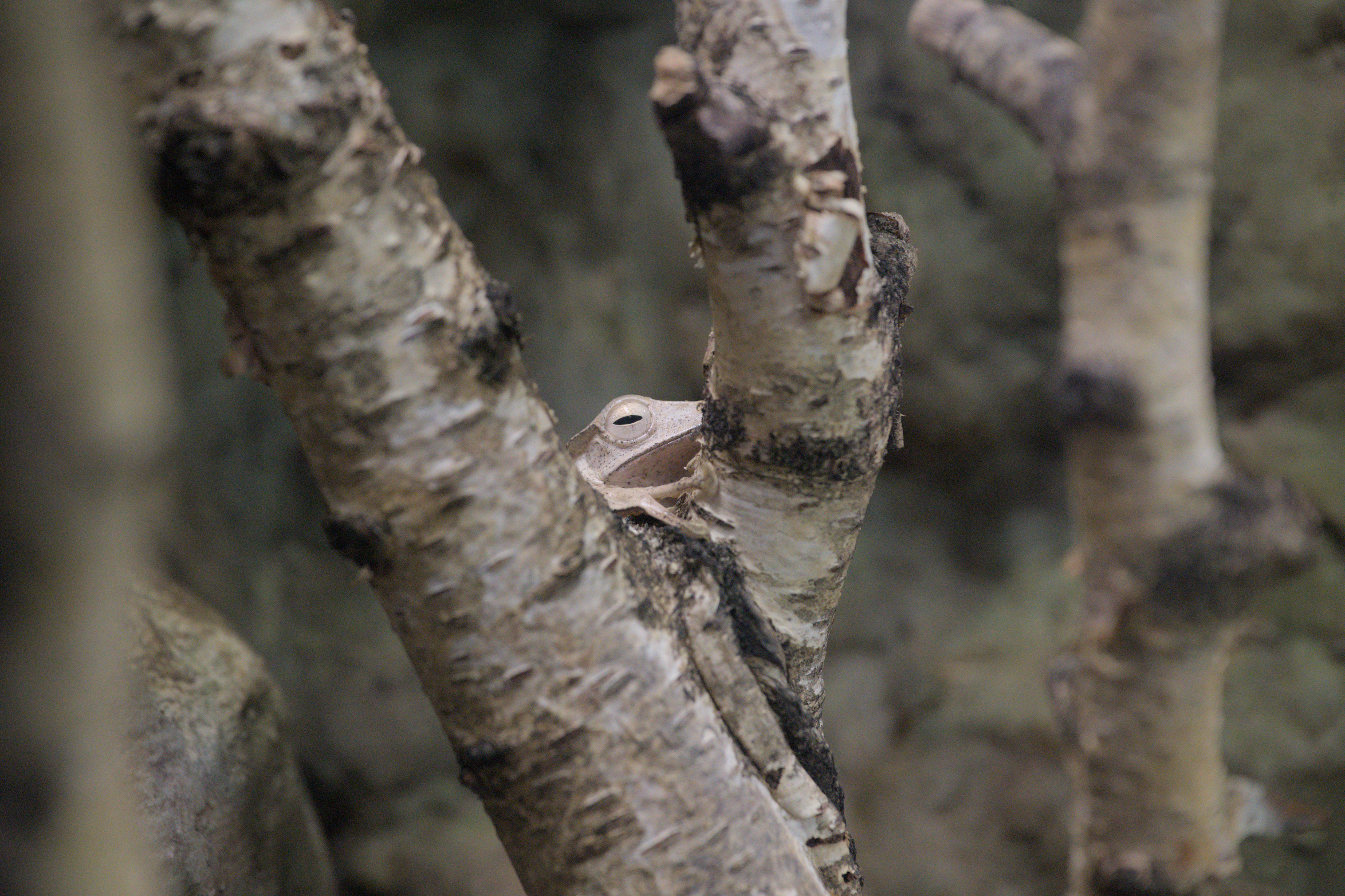 2025/10/12 - zoo/DSC_0171.jpg